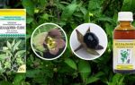 Белладонна (Atrpa belladnna) — травянистое растение из рода Красавка, все о гомеопатии
