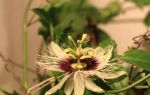Пассифлора (Passiflora) — род растений семейства Страстоцветные, все о гомеопатии