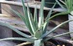 Алоэ Сокотрина (Aloe socotrina) — растение с острова Сокотра, все о гомеопатии