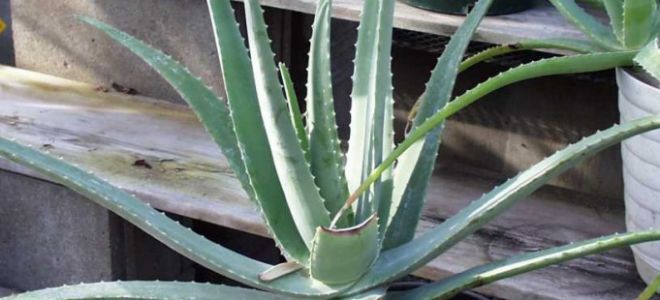 Алоэ Сокотрина (Aloe socotrina) — растение с острова Сокотра, все о гомеопатии