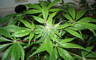 Каннабис индика (Cannabis indica) — растение семейства Коноплёвые, все о гомеопатии