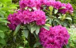 Рододендрон (Rhododendron) — род кустарников семейства вересковых, все о гомеопатии