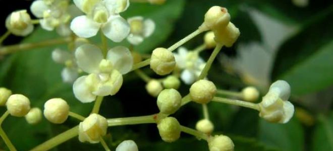Самбукус нигра (Sambucus nigra) — бузина черная, все о гомеопатии