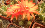 Кактус грандифлорус (Cactus grandiflorus) — кактус крупноцветный, все о гомеопатии