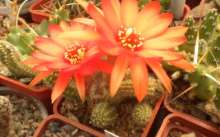 Кактус грандифлорус (Cactus grandiflorus) — кактус крупноцветный, все о гомеопатии